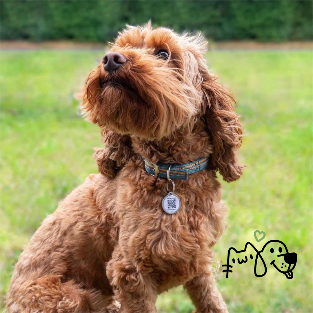 Fetch Tag Smart Pet Tag